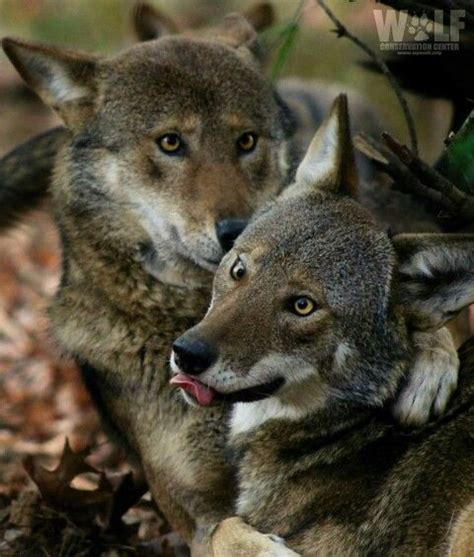 Pin By Lori Berland On Favourite Wolves Wolf Conservation Center