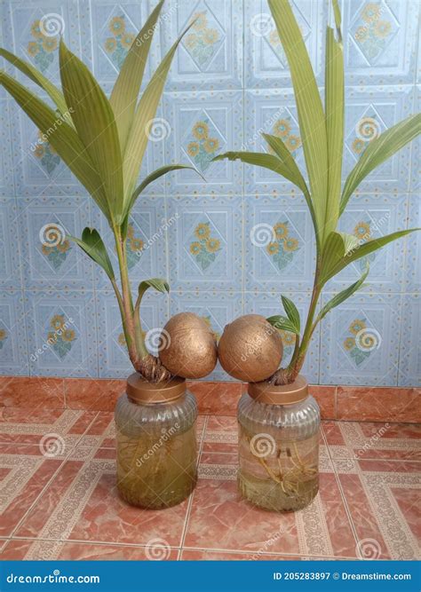 Bunga kelapa pot stock image. Image of food, produce - 205283897
