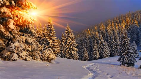 Nature Sun Sunlight Winter Snow Trees Pine Trees