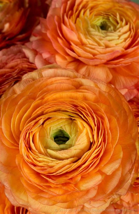 A Few More Orange Ranunculuses Beautiful Flower Pictures Blog