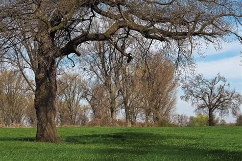 Free Picture Oak Tree Landscape Forest Branch Wood Nature Dawn