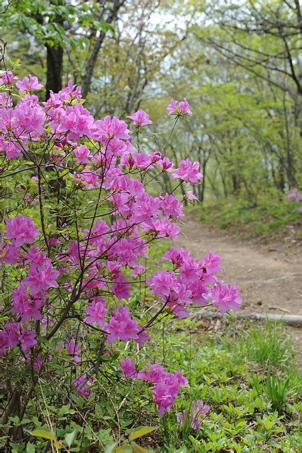 Free Photo Mountain Azalea Flowers Spring Free Image On Pixabay