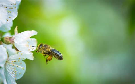 „eine chronische nierenerkrankung ist belastend. Weltbienentag - beefuture