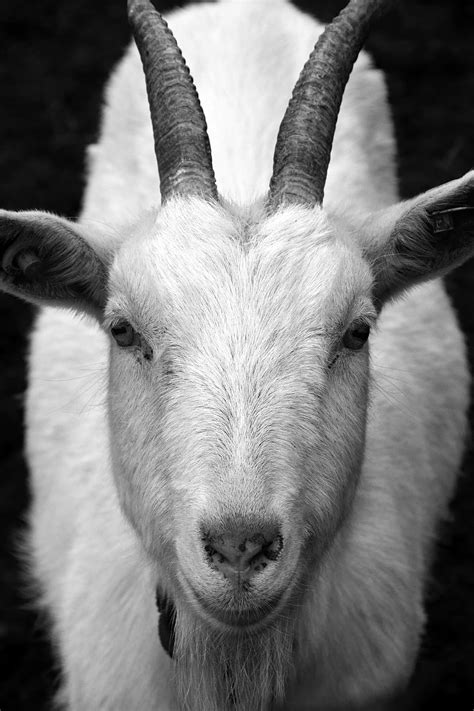 Goat Billy Goat Horns Head Close Frontal View Goatee Black