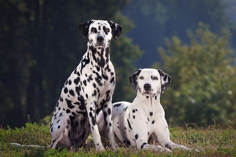 Do Dalmatian Spots Get Darker