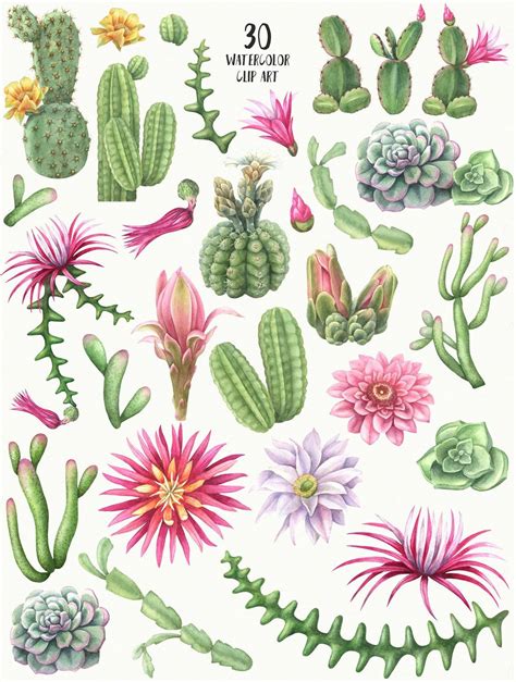 Watercolor Cactus Clip Art Flowering Cacti Pink Flowers Etsy Flower