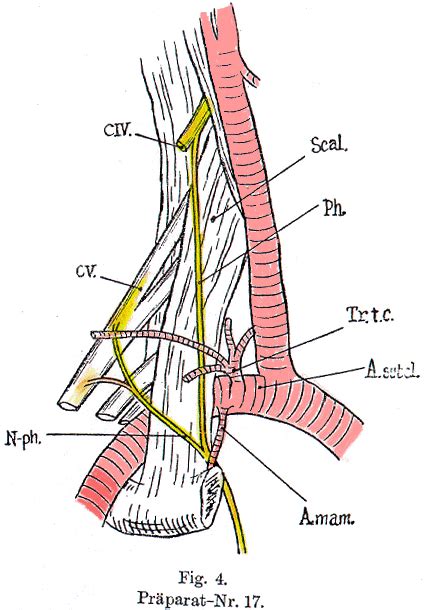 Internal Thoracic Artery
