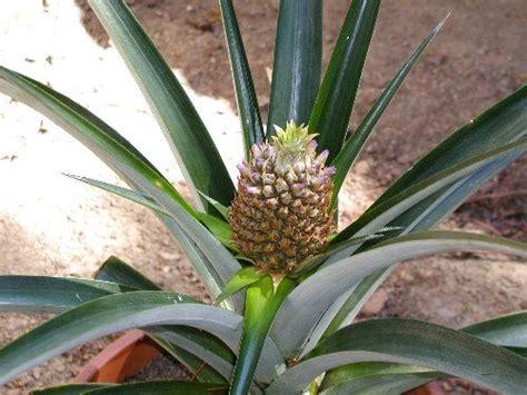 Grow Your Own Pineapple Plant Garden Pinterest