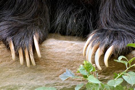 Sloth Bear V Deinonychus Antirrhopus Carnivora