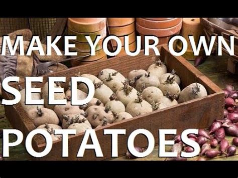 While you prepare the potatoes, keep them moist in a bucket of water. How to Make Your Own Seed Potato Sets For CHEAP! - YouTube
