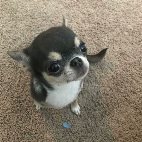 Pin By Las Vegas Tiny Chihuahua On Blue Chihuahua Teacup Chihuahua