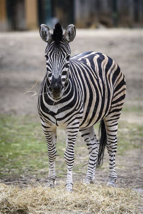 The Plains Zebra Equus Quagga Formerly Equus Burchellii As The Common