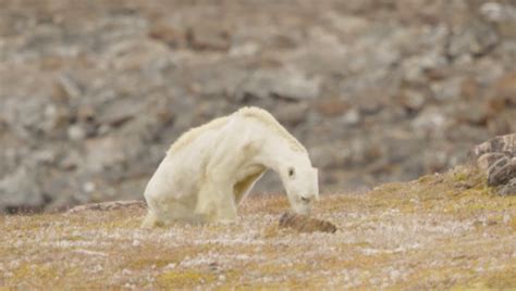 A Viral Video Shows A Polar Bear Succumbing To Climate Changewe Are Too