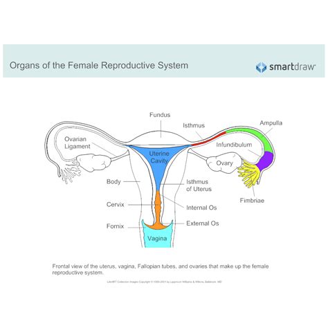 Reproductive System Female Organs Diagram The Female Reproductive System Created By
