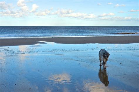 Whether you're heading to the beaches on the coast or the tranquility of the broads inland, these norfolk cottages are all dog friendly. Gallery | Dog friendly holiday cottages - Norfolk