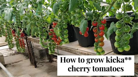 100 Results How To Grow Cherry Tomatoes With Hydroponics