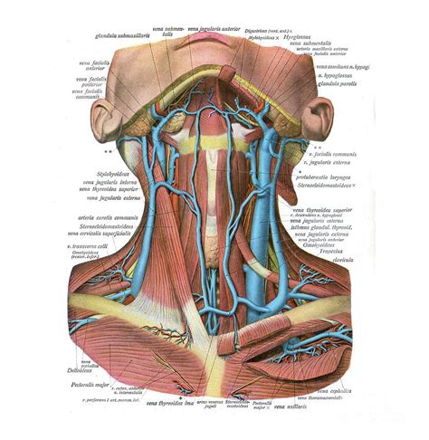 Veins Of The Neck Photograph By Microscape Science Photo Library