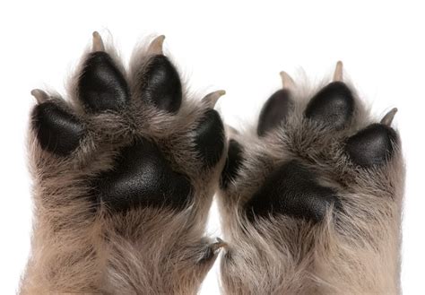 Trimming Your Dogs Paws