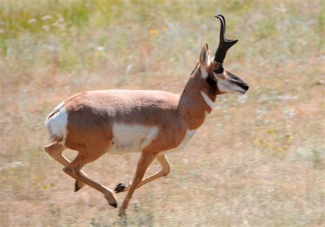 The Fastest Animals On The Planet