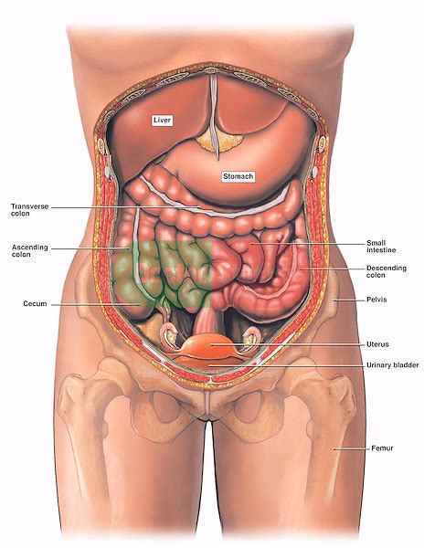We'll identify as many organs as we can. Anatomy of the Female Abdomen and Pelvis, Cut-away View ...