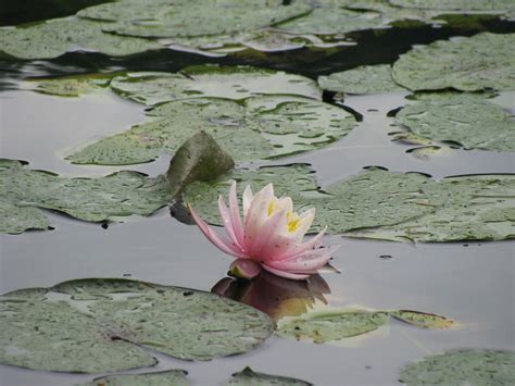 Jemerick Art Pottery Blog Lotus Vs Water Lillies