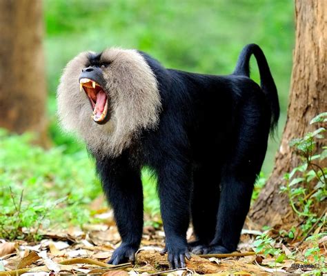 16 Exotic And Rare Animals Species That Make Indias Biodiversity Truly