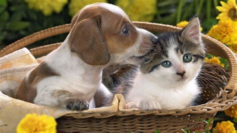 Download Cute Cat Love Pup Wallpaper