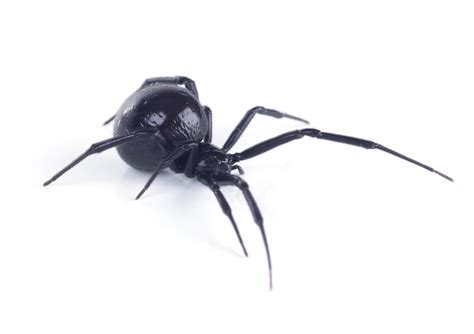 Black Widow Spider Bite Stages And Symptoms Aai Pest Control