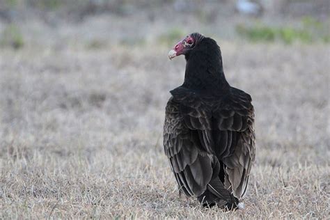 Turkey Vulture Bird Gallery Houston Audubon