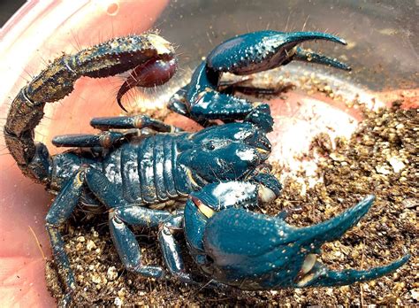 Malaysian Blue Claw Scorpion Reptile Pets Direct