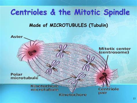 Check spelling or type a new query. PPT - Name that Organelle! PowerPoint Presentation - ID ...