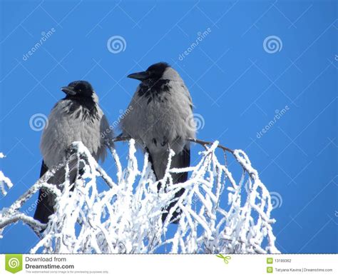 Two Ravens Stock Photo Image Of Flock Animals Feathery 13189362