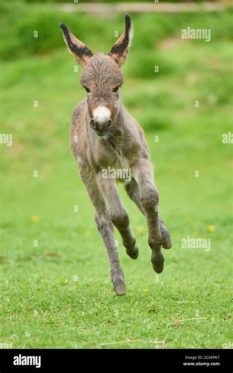 Donkey Equus Asinus Asinus Foal In A Meadow Stock Photo Alamy
