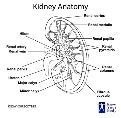 Kidney Location Function Anatomy Diagram And Faqs
