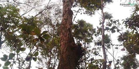 Pohon Sonokeling Dalbergia Latifolia Taksonomi Kayu Dan Budidaya