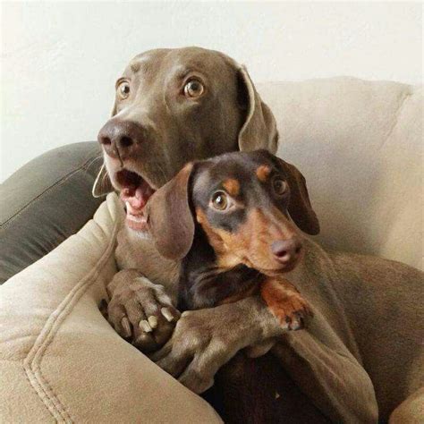 Surprise Funny Animal Pictures Cute Dogs Funny Dog Pictures