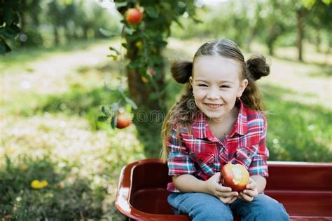 Girl With Apple In The Apple Orchard Stock Photo Image Of Fruit