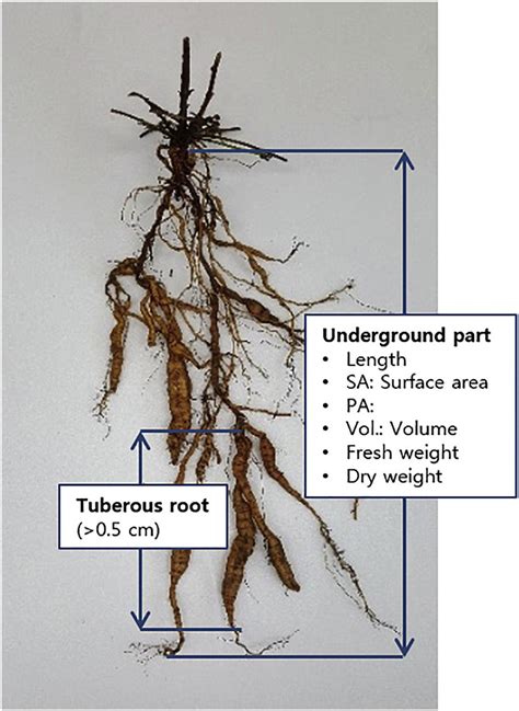 Root Morphology Underground Part And Tuberous Root Of P Multiflorum