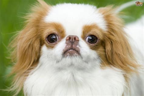 Japanese Chin Dog Breed Information Images Characteristics Health