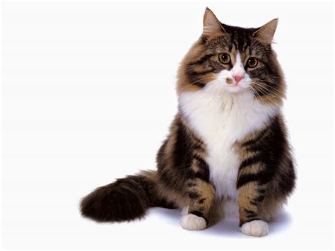 Jlm Scans Cat Breed Norwegian Forest Cat Brown Classic Tabby And White Image Only