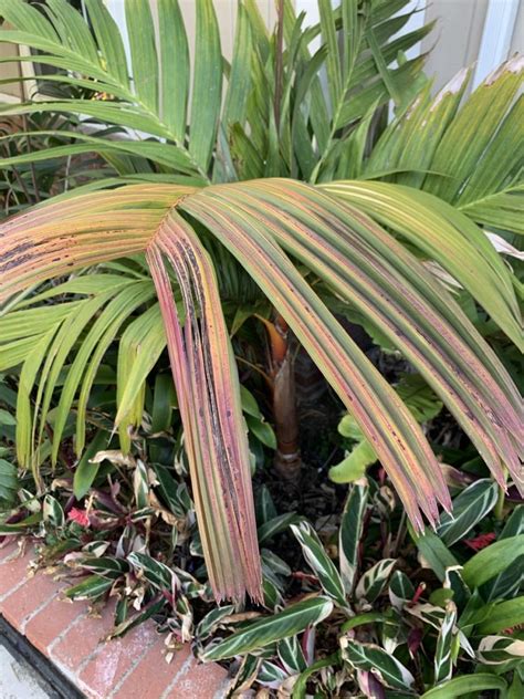 This makes it a favorite for privacy, accents and garden backdrops in many southern california landscape. Areca Vestiaria in Southern Cal? - Page 3 - DISCUSSING ...