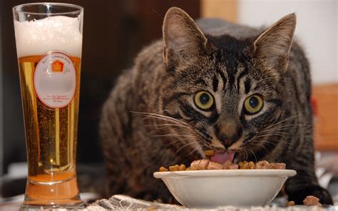 Cat Eating A Fortified Breakfast And A Glass Of Beer🍺 Image Abyss
