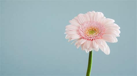 Download Wallpaper 2048x1152 Gerbera Petals Flower Macro Pink