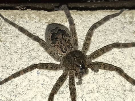 Dolomedes Tenebrosus Dark Fishing Spider In Dalmatia Pennsylvania