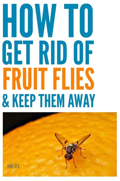 If that sounds like a waste of good food, think of it this way. How to Get Rid of Fruit Flies | Fruit flies, How to get ...