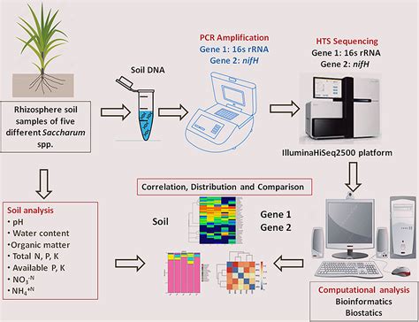 Frontiers High Throughput Sequencing Based Analysis Of Rhizosphere