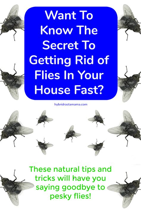 6 Ways To Get Rid Of Flies Naturally Get Rid Of Flies Fly Repellant