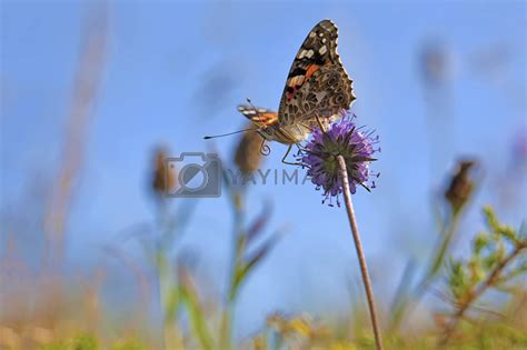 Painted Lady Butterfly By Kjorgen Vectors And Illustrations With