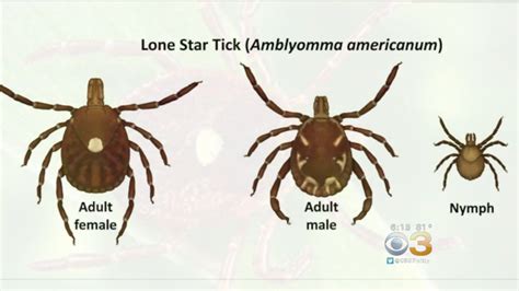 Lone Star Tick Pictures Mice