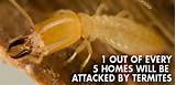 Destroy Termites Photos